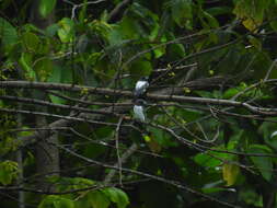 Image of Ivory-backed Woodswallow