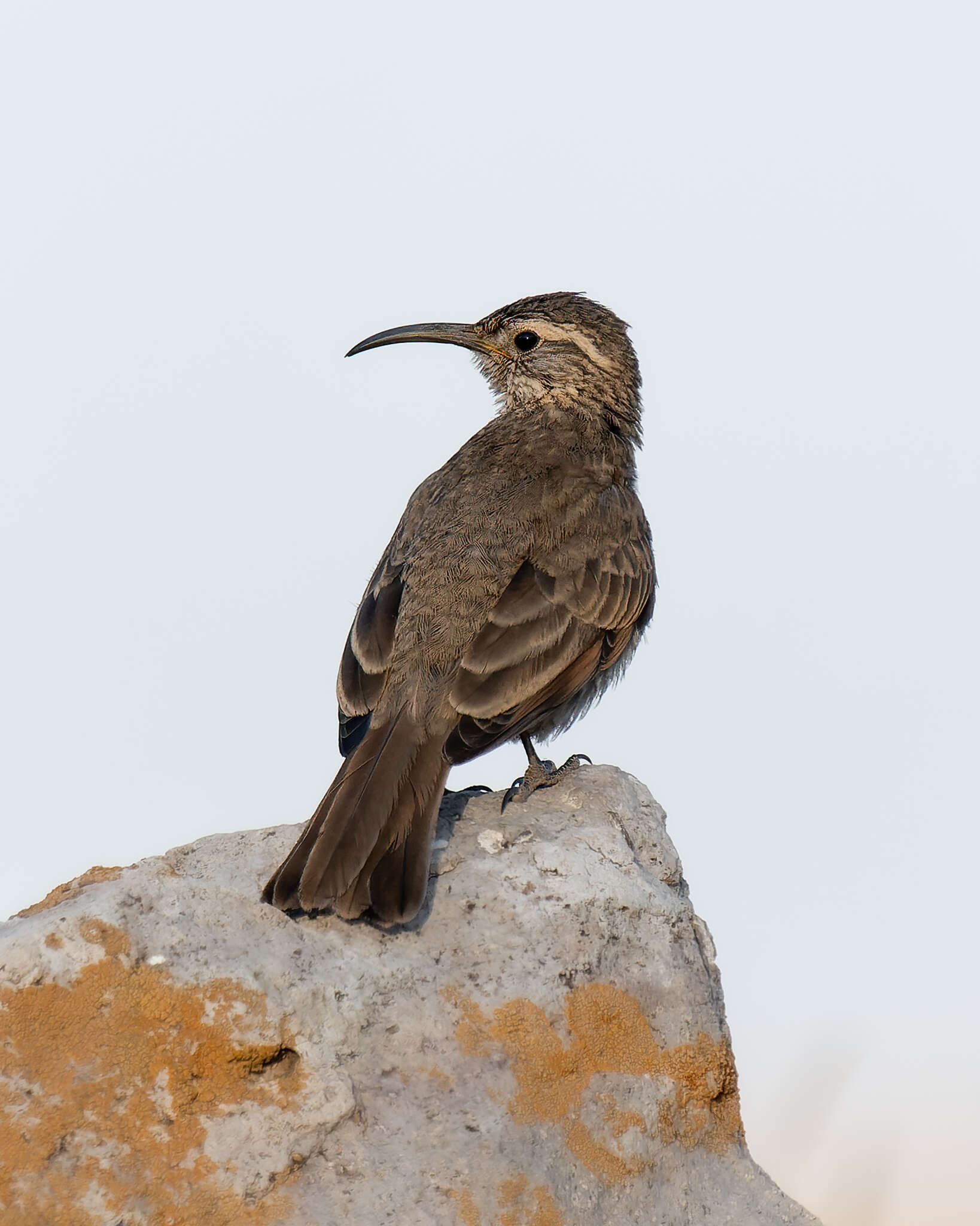 Upucerthia dumetaria hypoleuca Reichenbach 1853 resmi