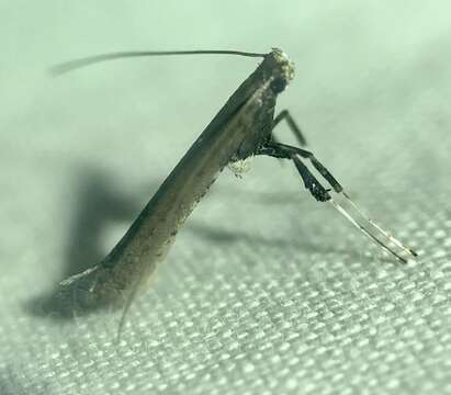 Image of Sumac Leafblotch Miner