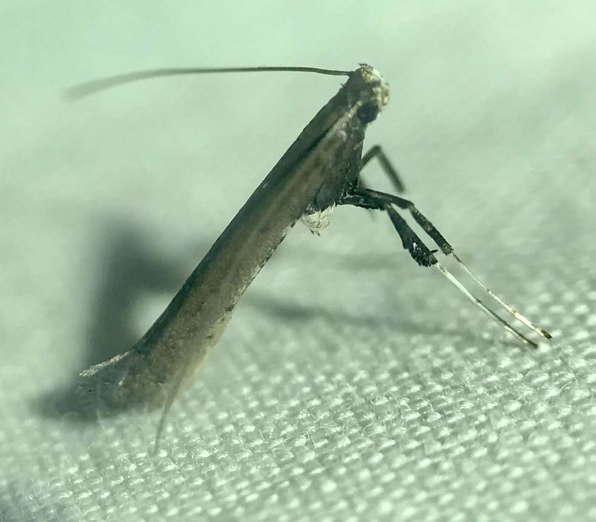 Imagem de Caloptilia rhoifoliella (Chambers 1876)