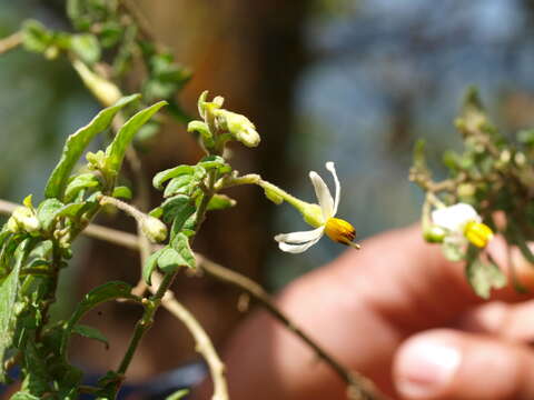 Image of Solanum sodiroi Bitter