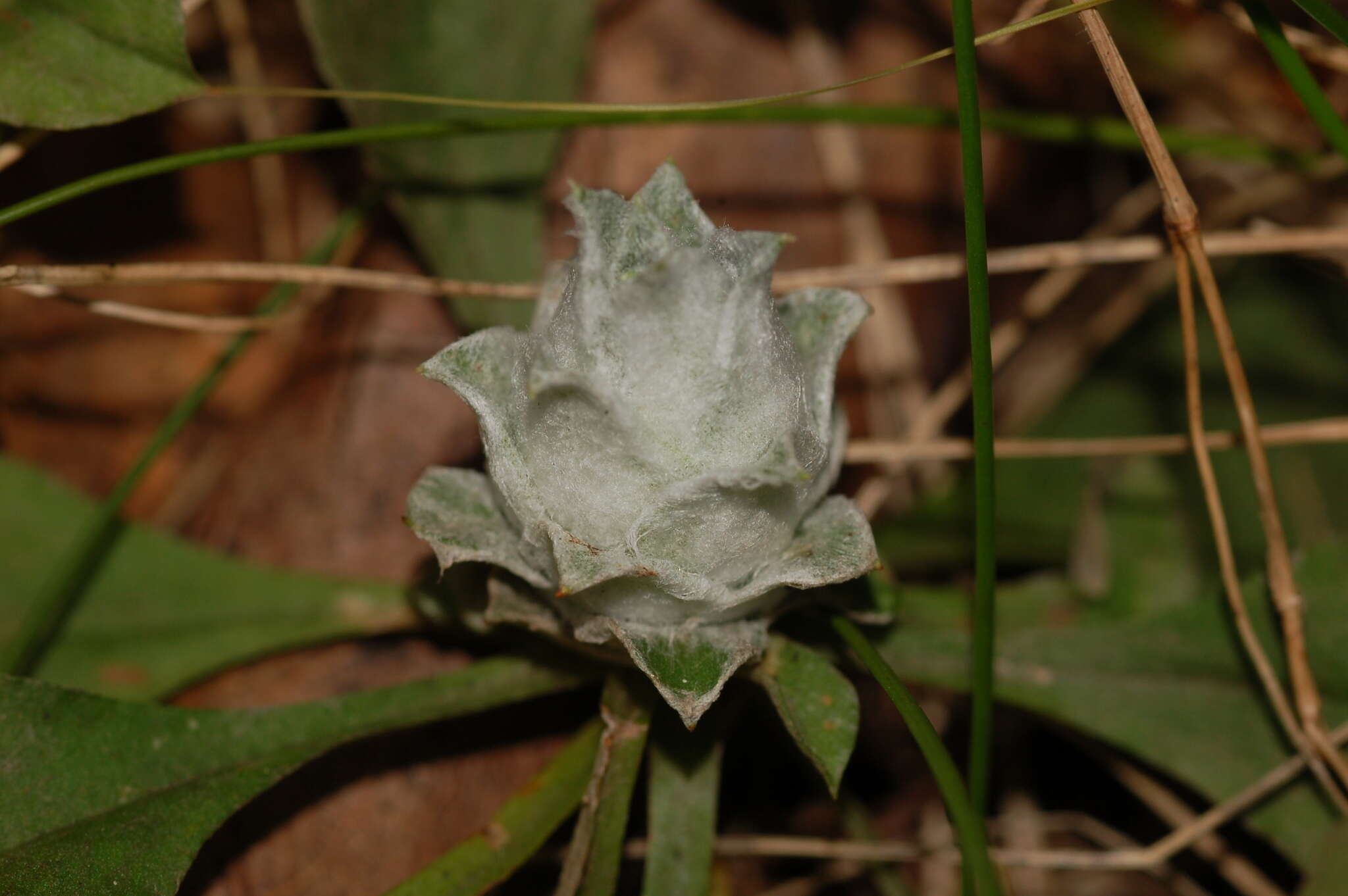 Imagem de Asphondylia antennariae (Wheeler 1889)