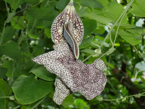 Plancia ëd Aristolochia labiata Willd.