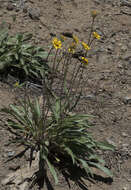 Image of Nevada helianthella