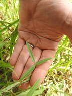 Image de Strophostyles leiosperma (Torr. & A. Gray) Piper