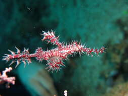 Image of Ornate ghost pipefish