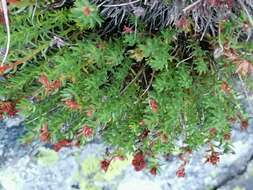 Слика од Rhodiola coccinea (Royle) A. Boriss.