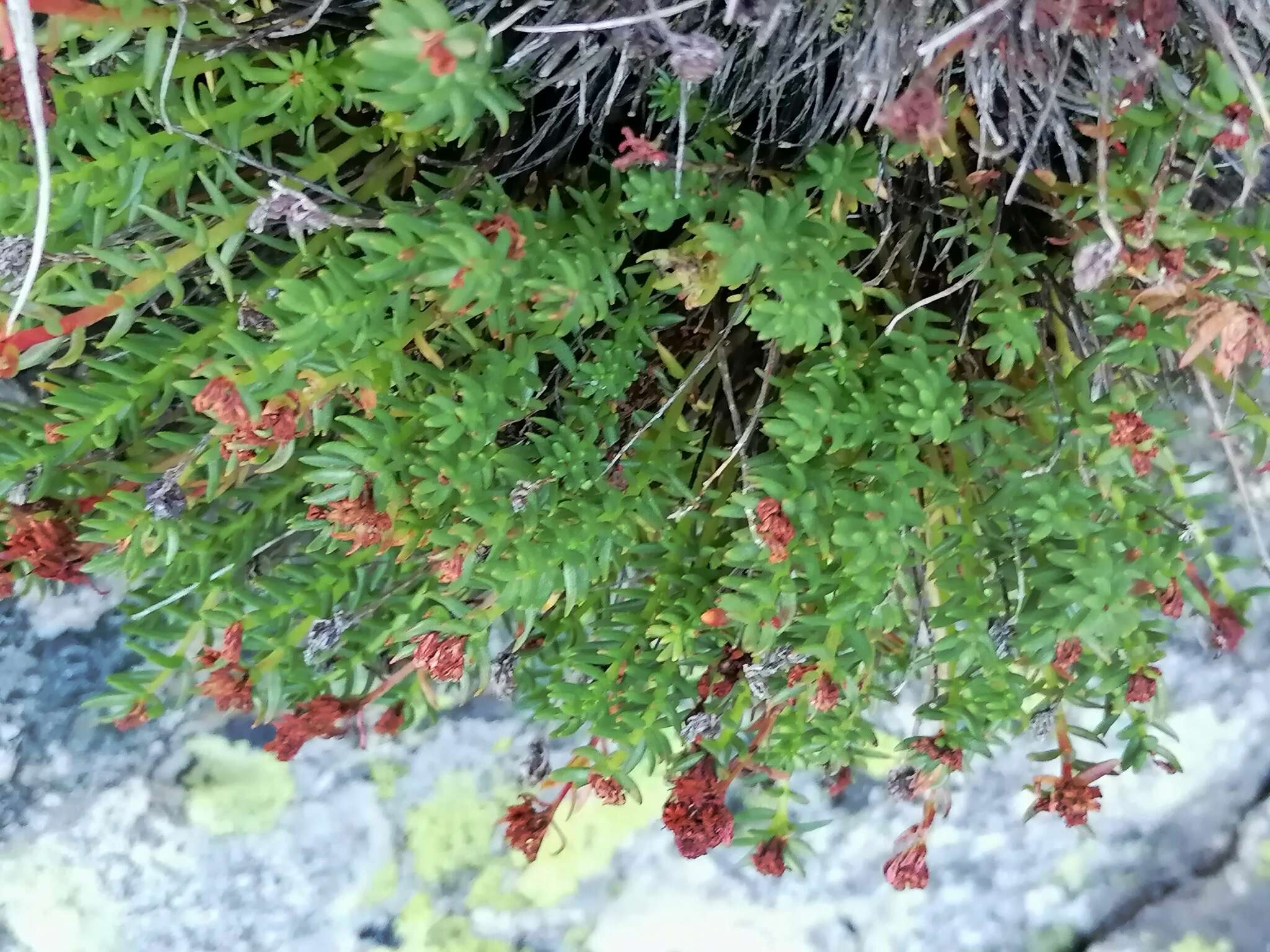 Image of Rhodiola coccinea (Royle) A. Boriss.