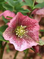 Image of lenten-rose