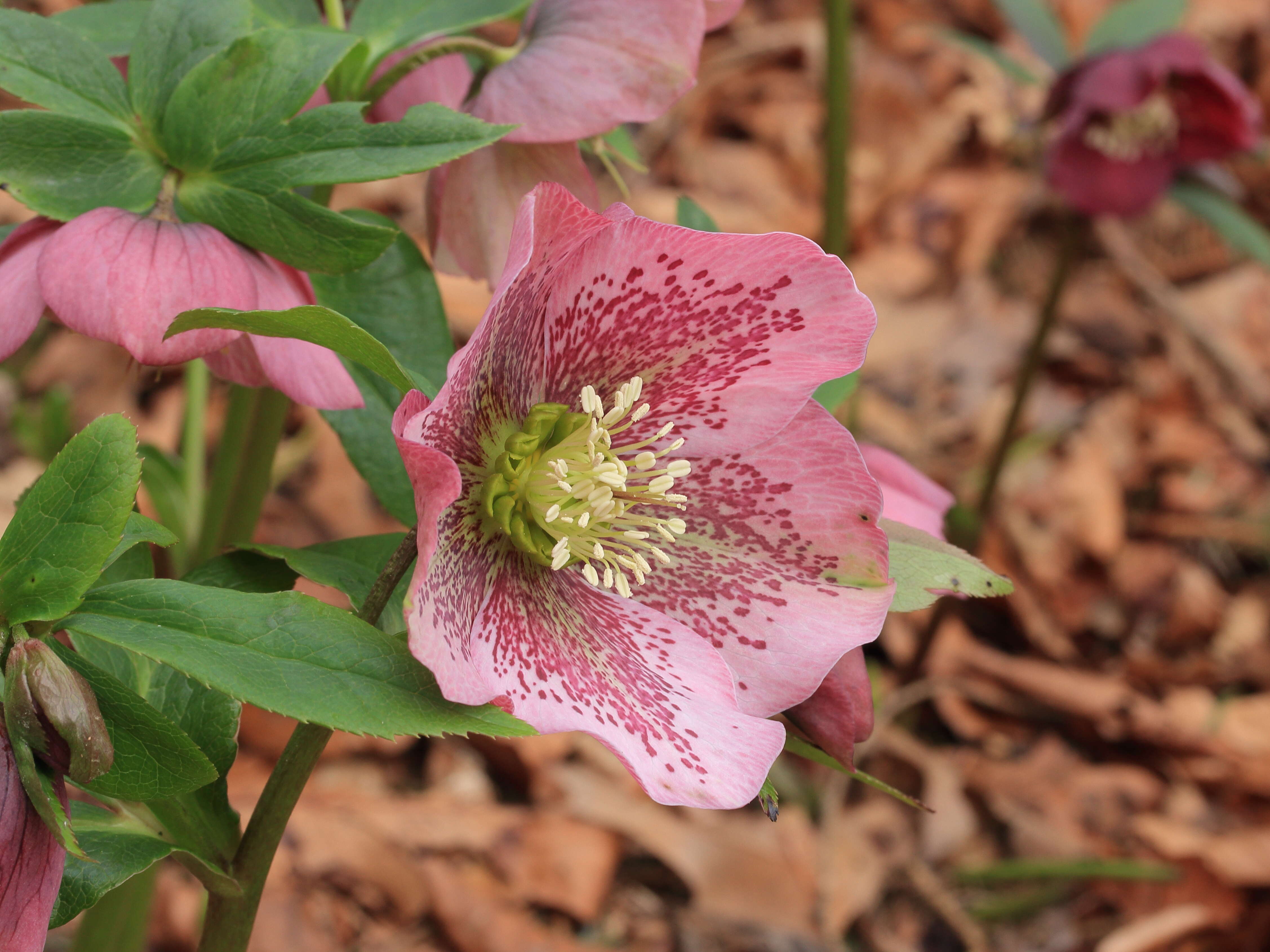 Image de Rose de carême