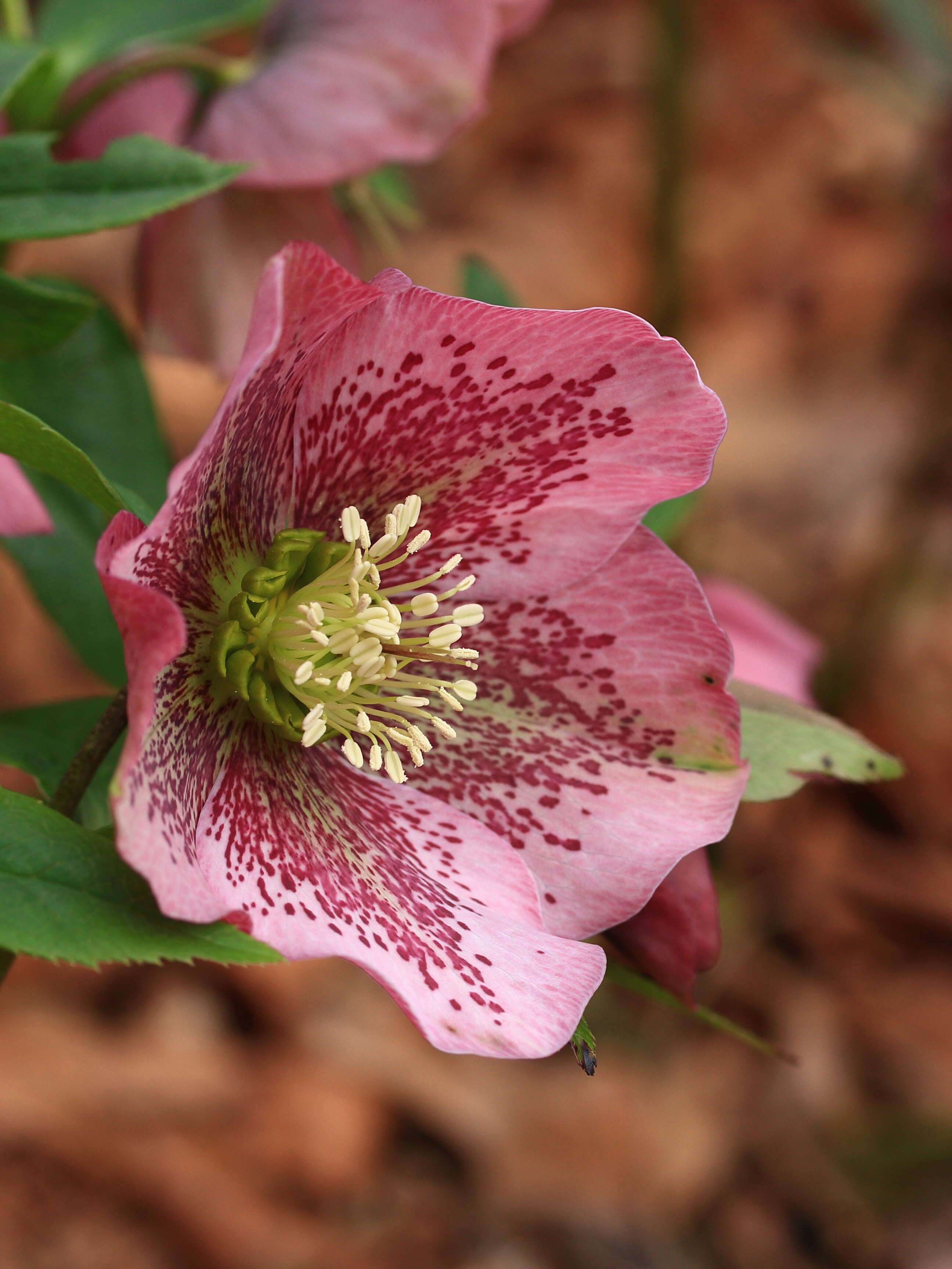 Image of lenten-rose