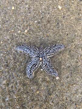 Image of Forbes sea star