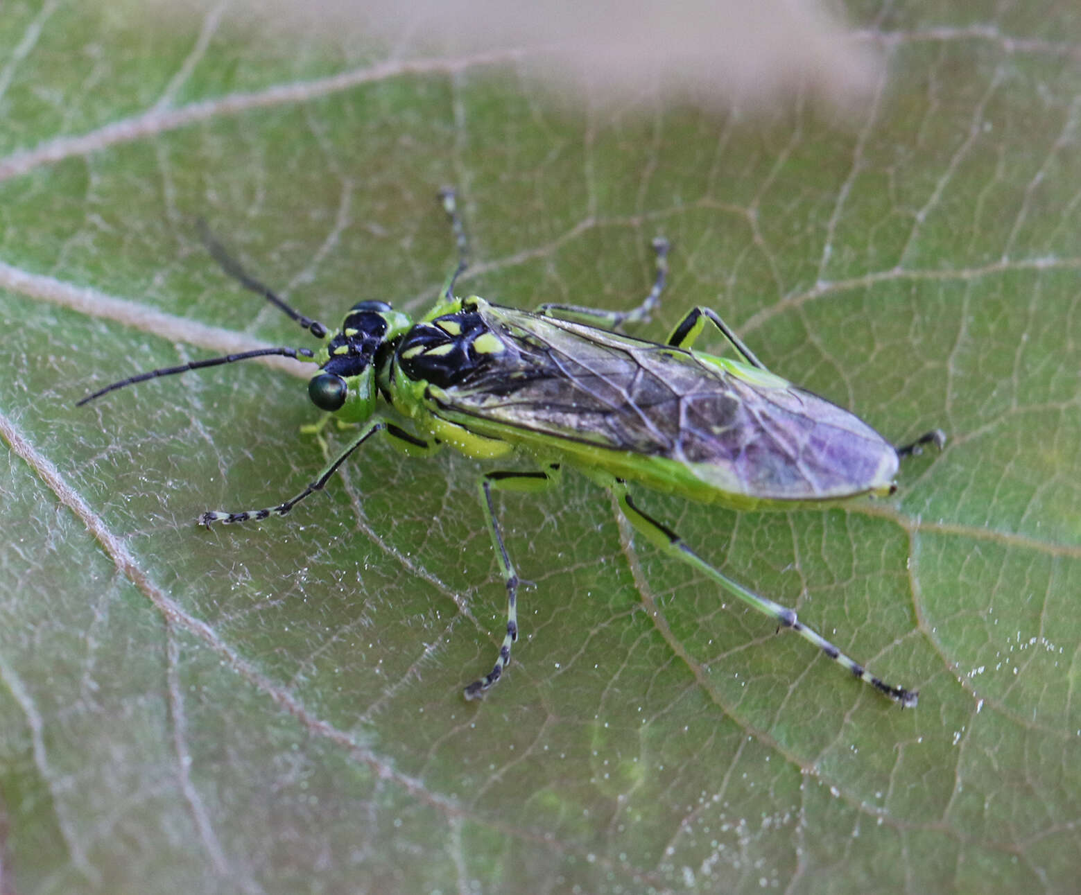 Sivun Rhogogaster scalaris (Klug 1817) kuva