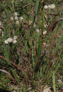 Plancia ëd Acacia willdenowiana H. L. Wendl.