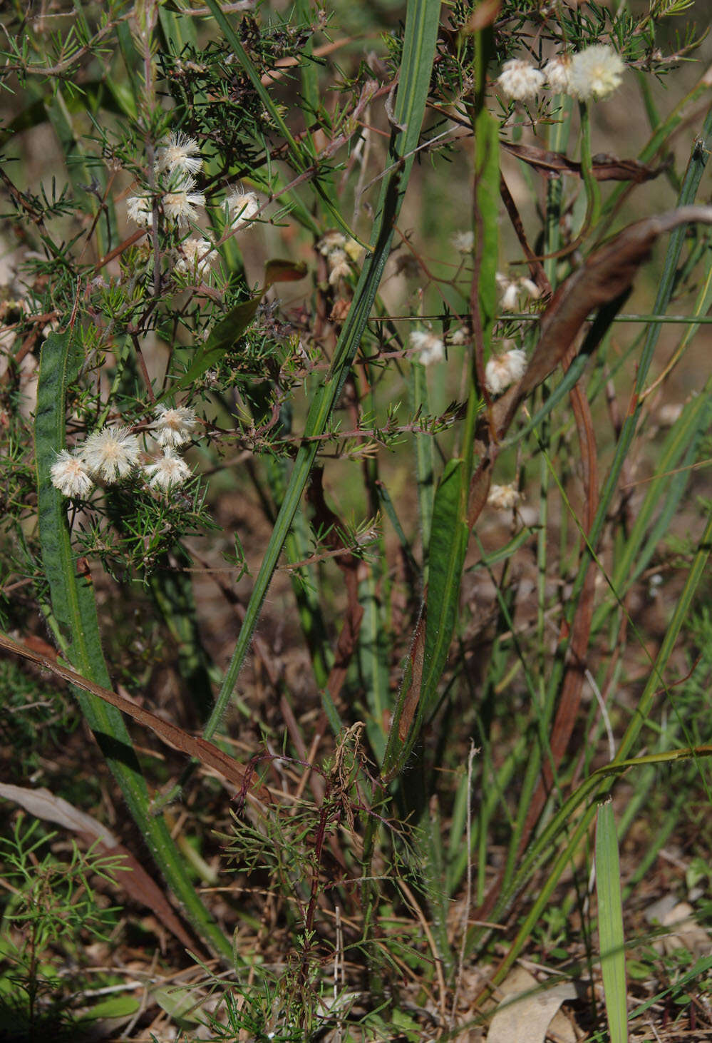 Plancia ëd Acacia willdenowiana H. L. Wendl.