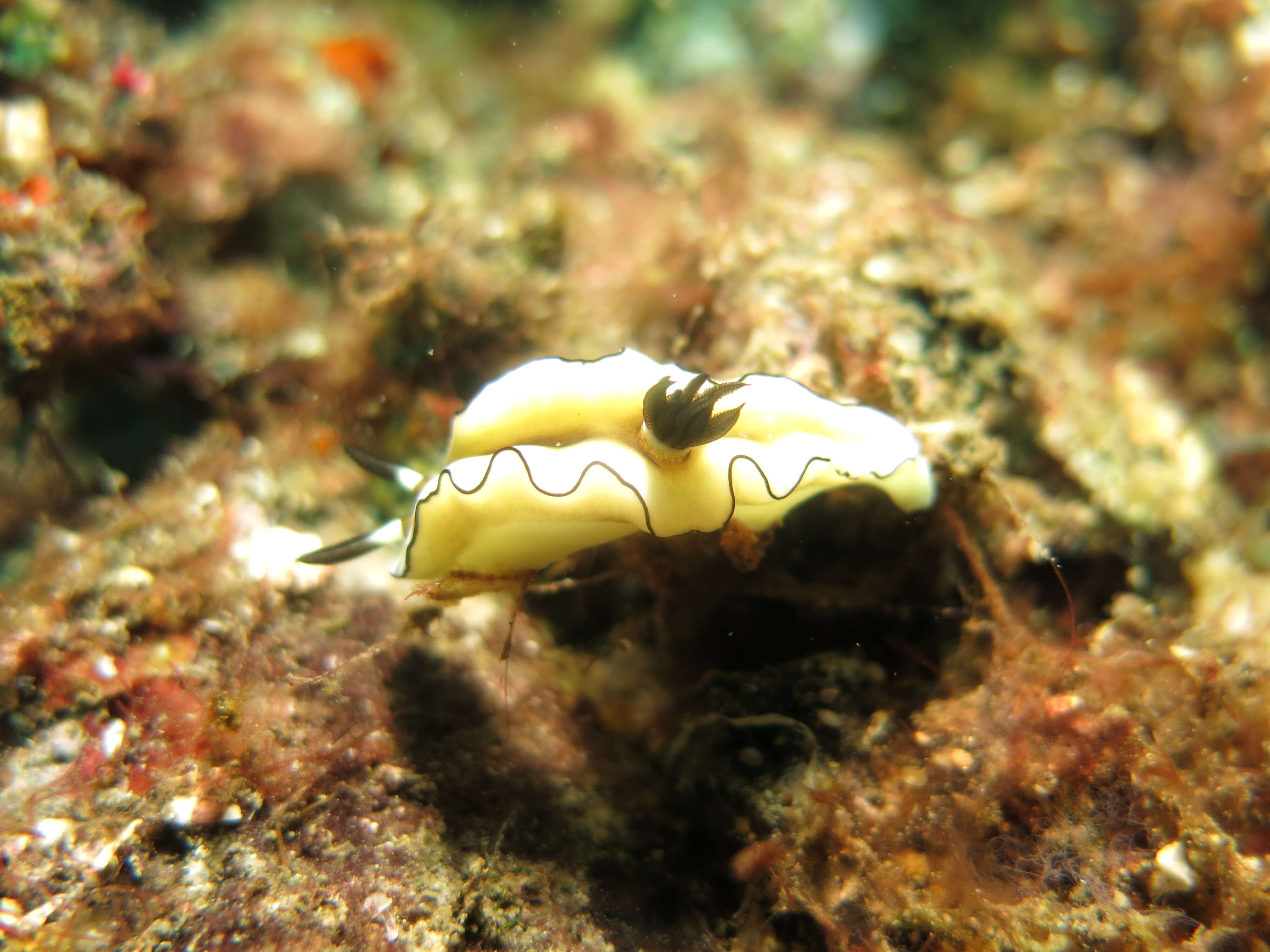 Image of Black margined slug