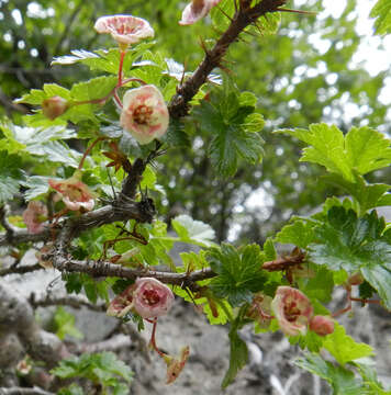 Image of prickly currant