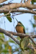 Image of Rufous-tailed Jacamar