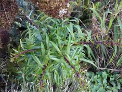 Image of Wai'anae Mountains False Lobelia