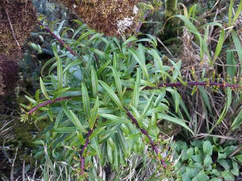 Image of Wai'anae Mountains False Lobelia