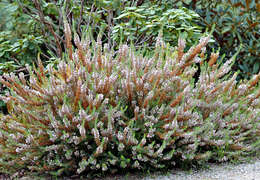 Image of Cornish heath