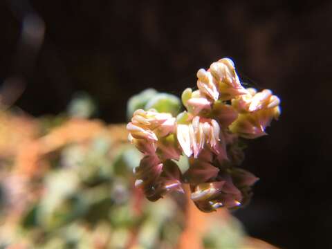 Image of roseflower stonecrop