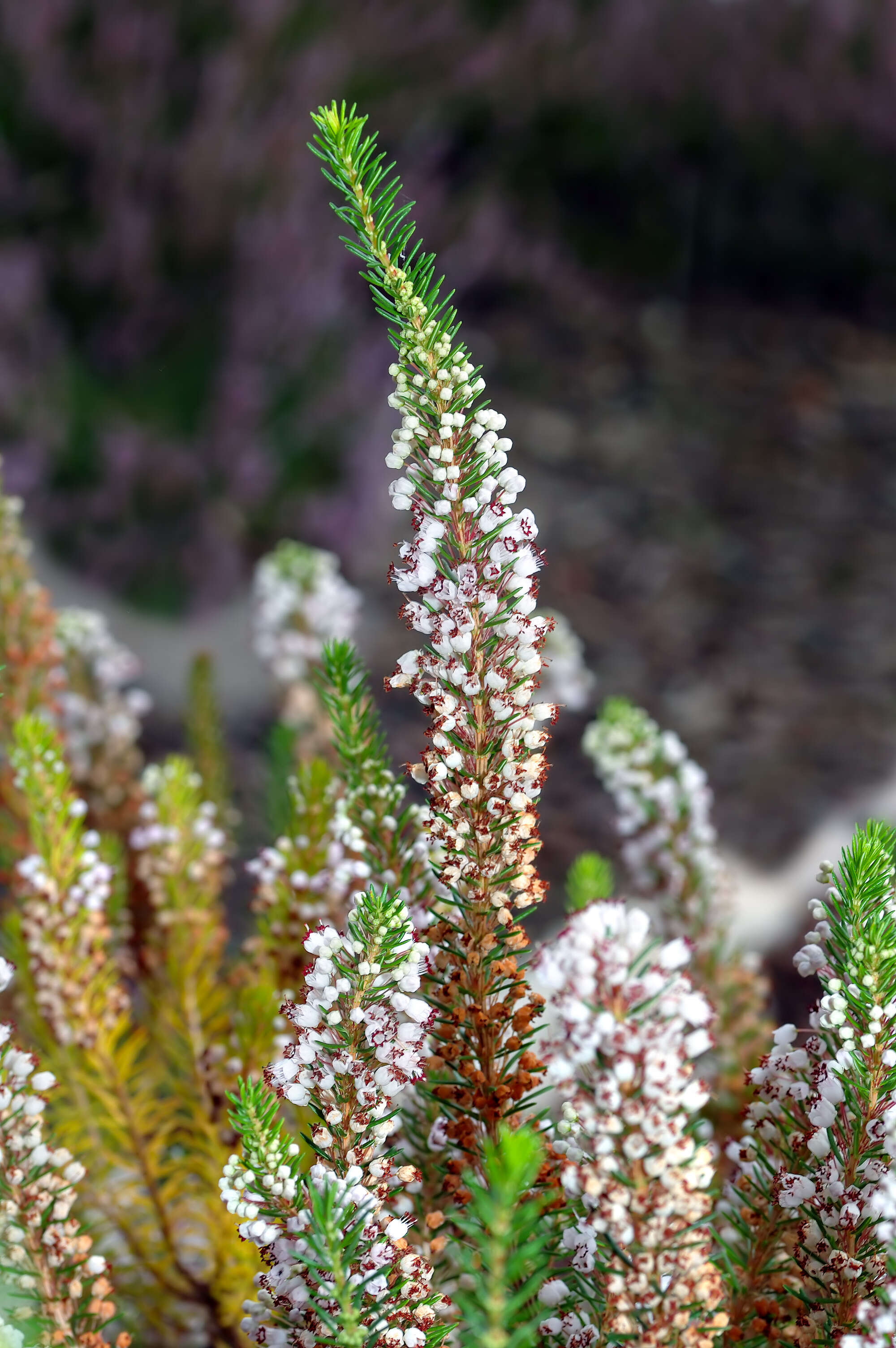 Image of Cornish heath