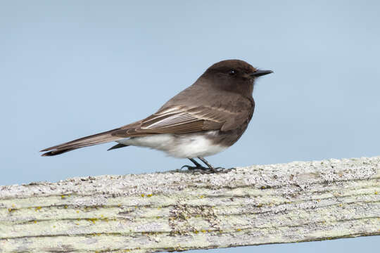 Imagem de Sayornis nigricans (Swainson 1827)