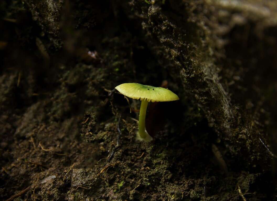 Imagem de Entoloma necopinatum E. Horak 1978