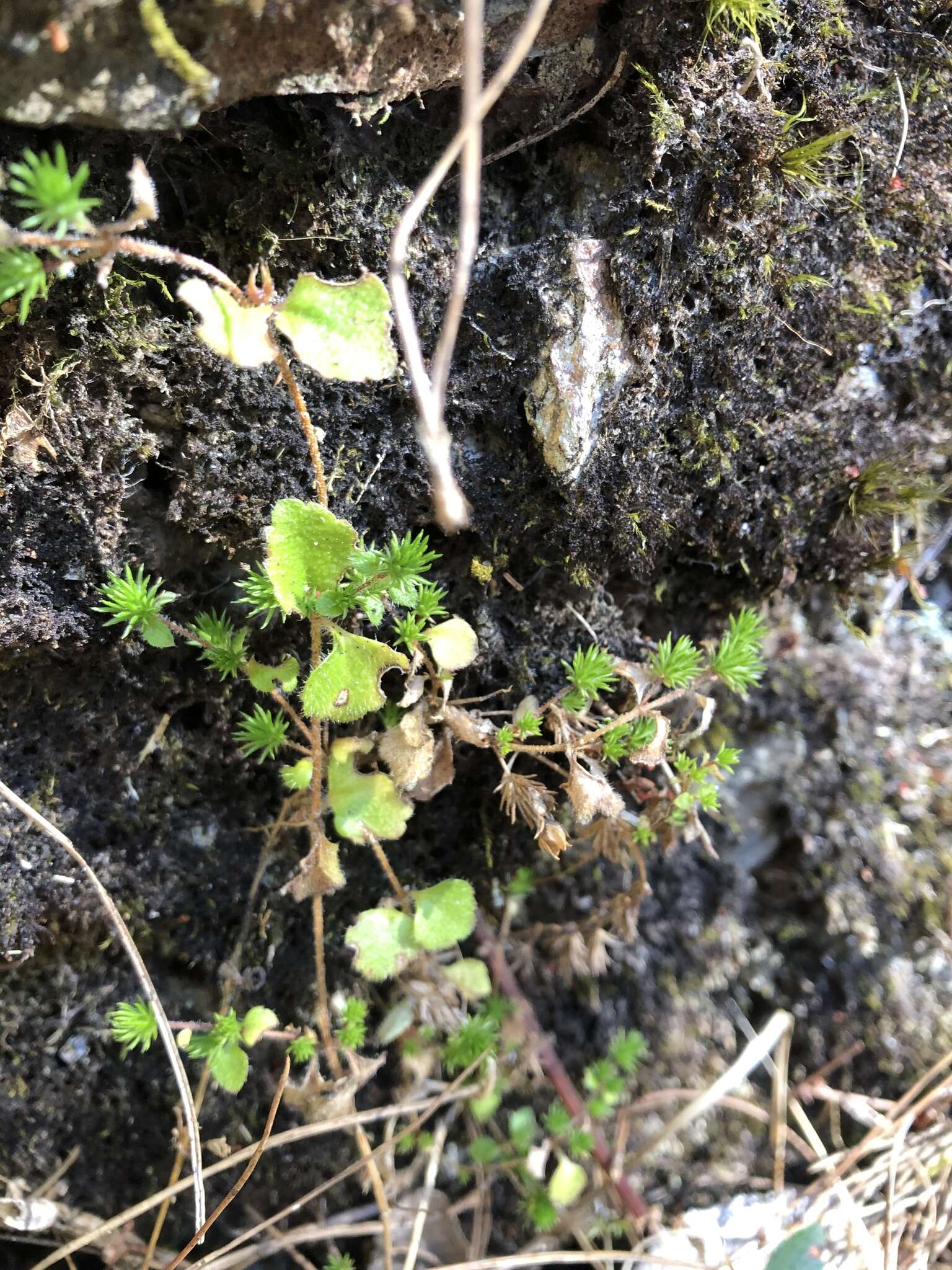 صورة Hemiphragma heterophyllum Wall.