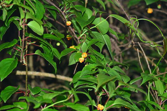 Image of Schisandra arisanensis Hayata