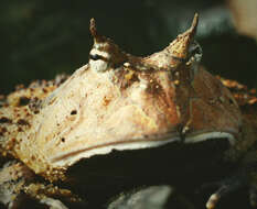 Image de Ceratophrys cornuta (Linnaeus 1758)