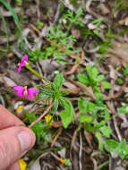 Image de Stylidium bulbiferum Benth.