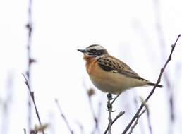 Image of Whinchat