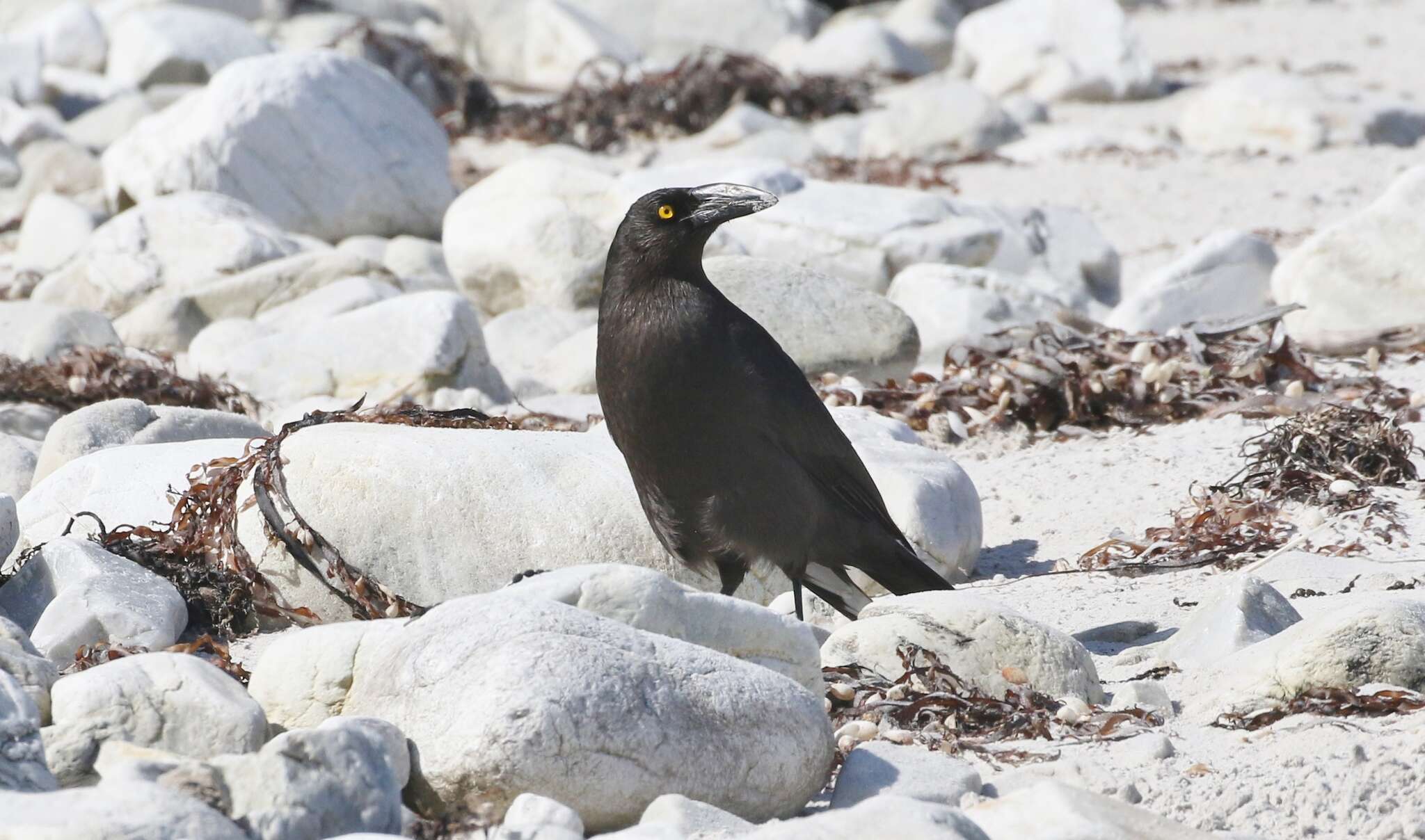 Image of Black Currawong