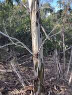 Image de Eucalyptus leucoxylon subsp. connata K. Rule