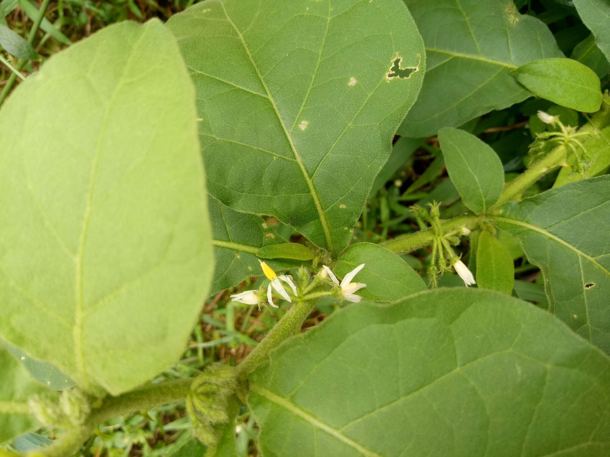 Image of Jamaican Nightshade