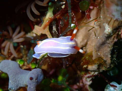 Image de Mexichromis trilineata (A. Adams & Reeve 1850)