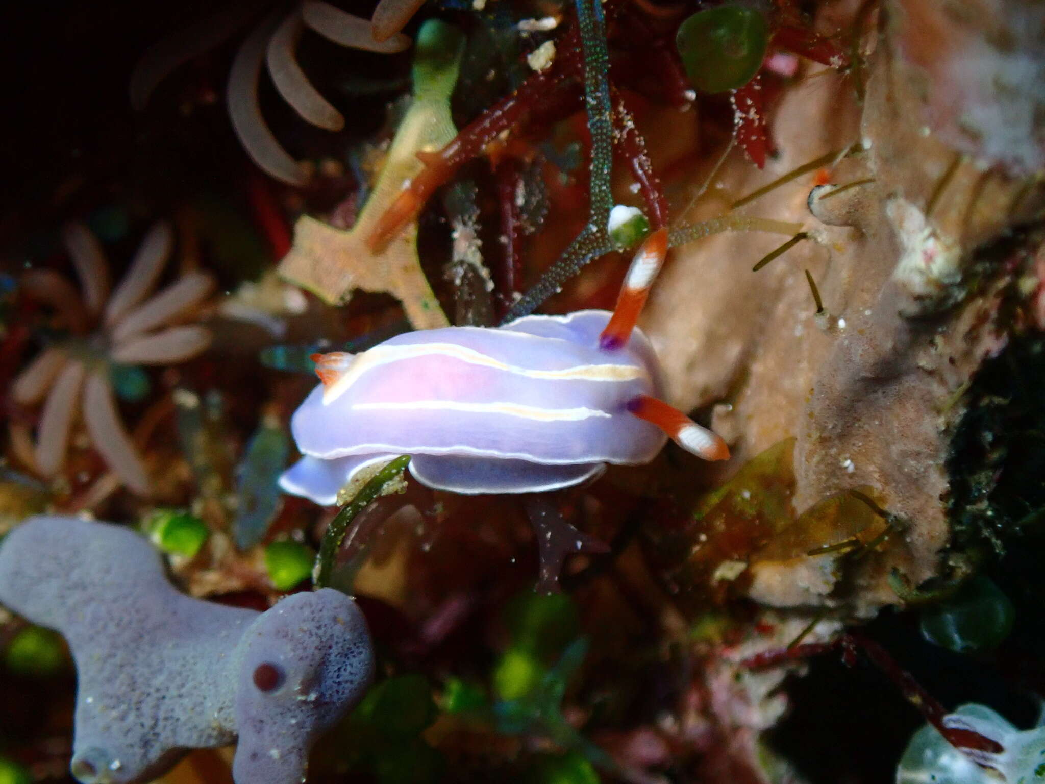 Image of Mexichromis trilineata (A. Adams & Reeve 1850)