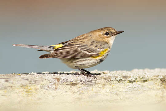 Image of Myrtle Warbler