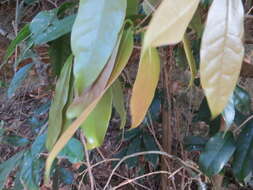 Image of Stifftia chrysantha Mikan