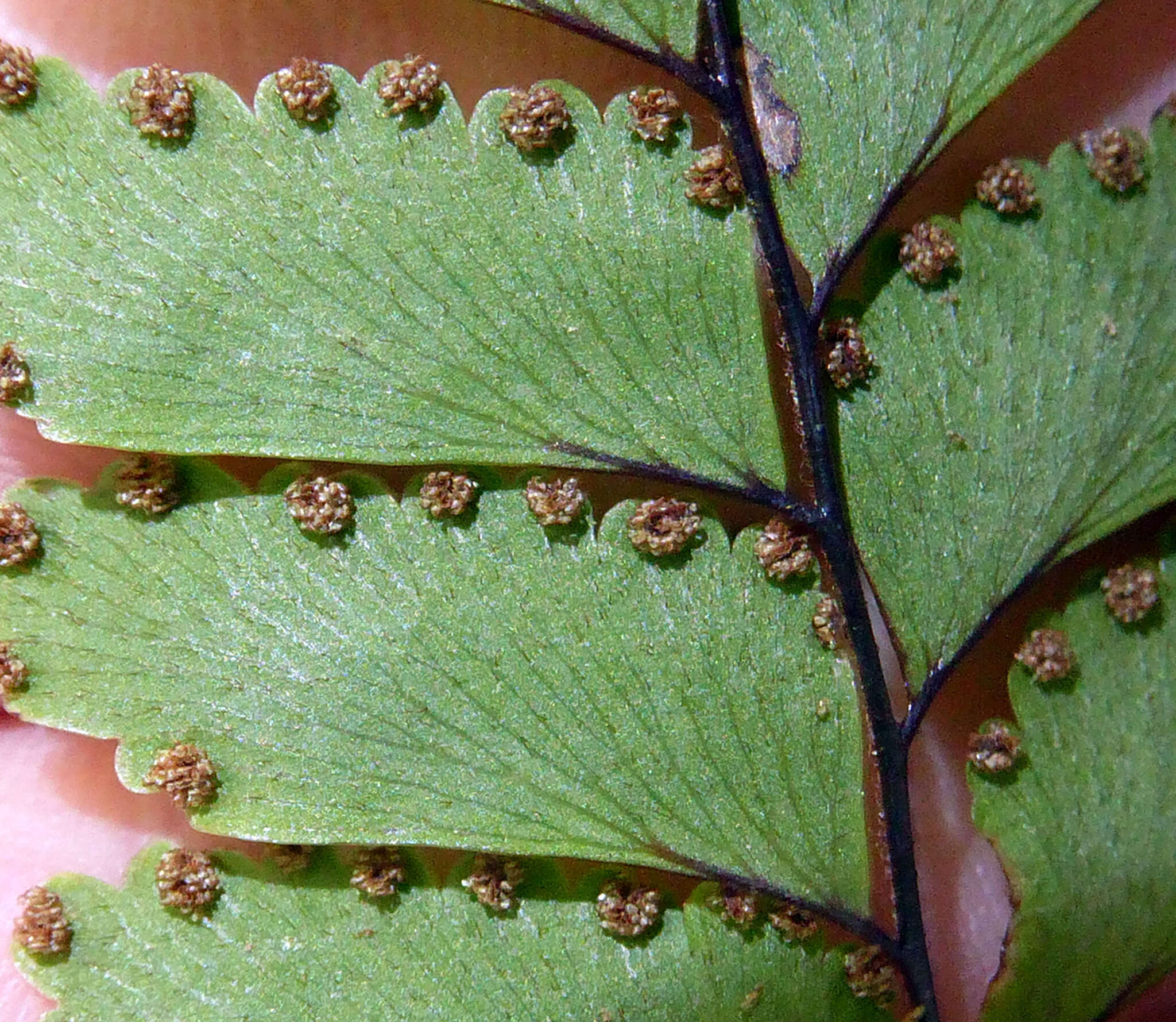 Image of Adiantum fulvum Raoul