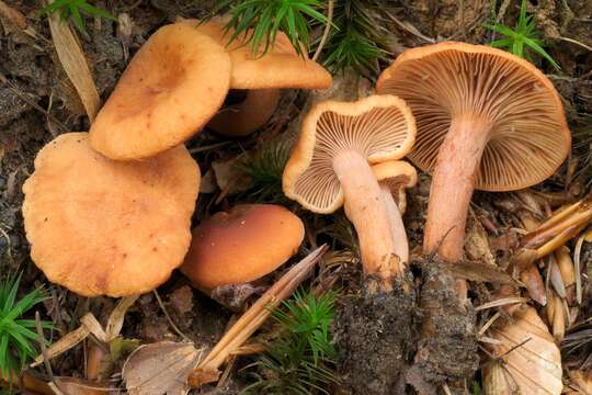 صورة Lactarius cremor Fr. 1838