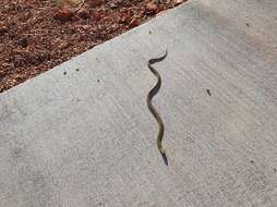 Image of Ringed Brown Snake