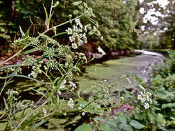 Image of hemlock waterparsnip