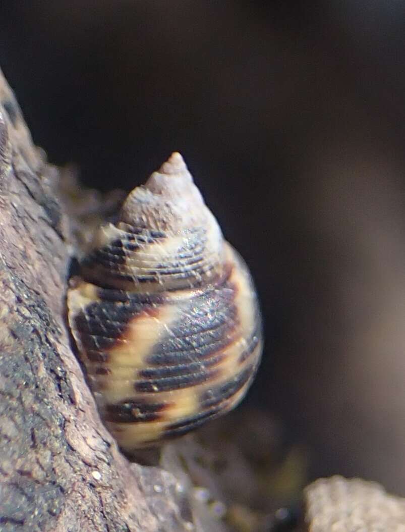 Image of Littoraria articulata (Philippi 1846)