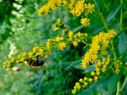 صورة Solidago juncea Ait.