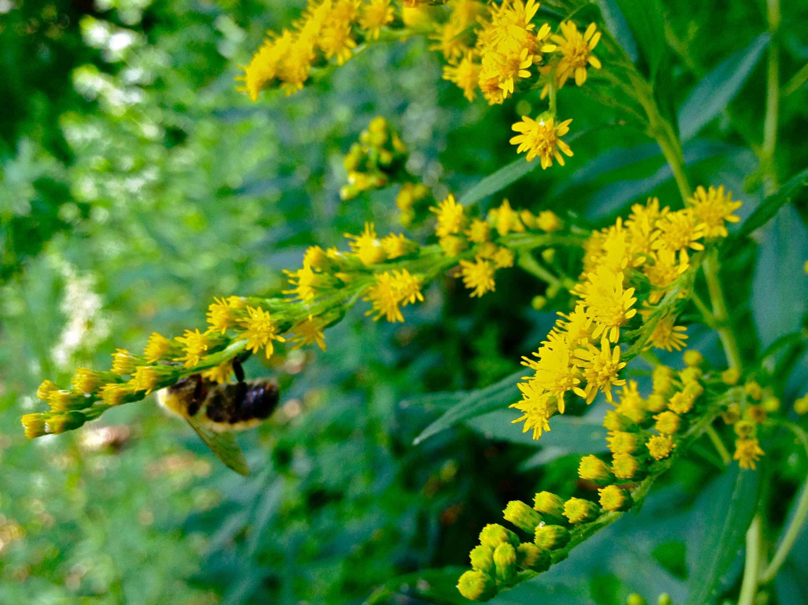 صورة Solidago juncea Ait.