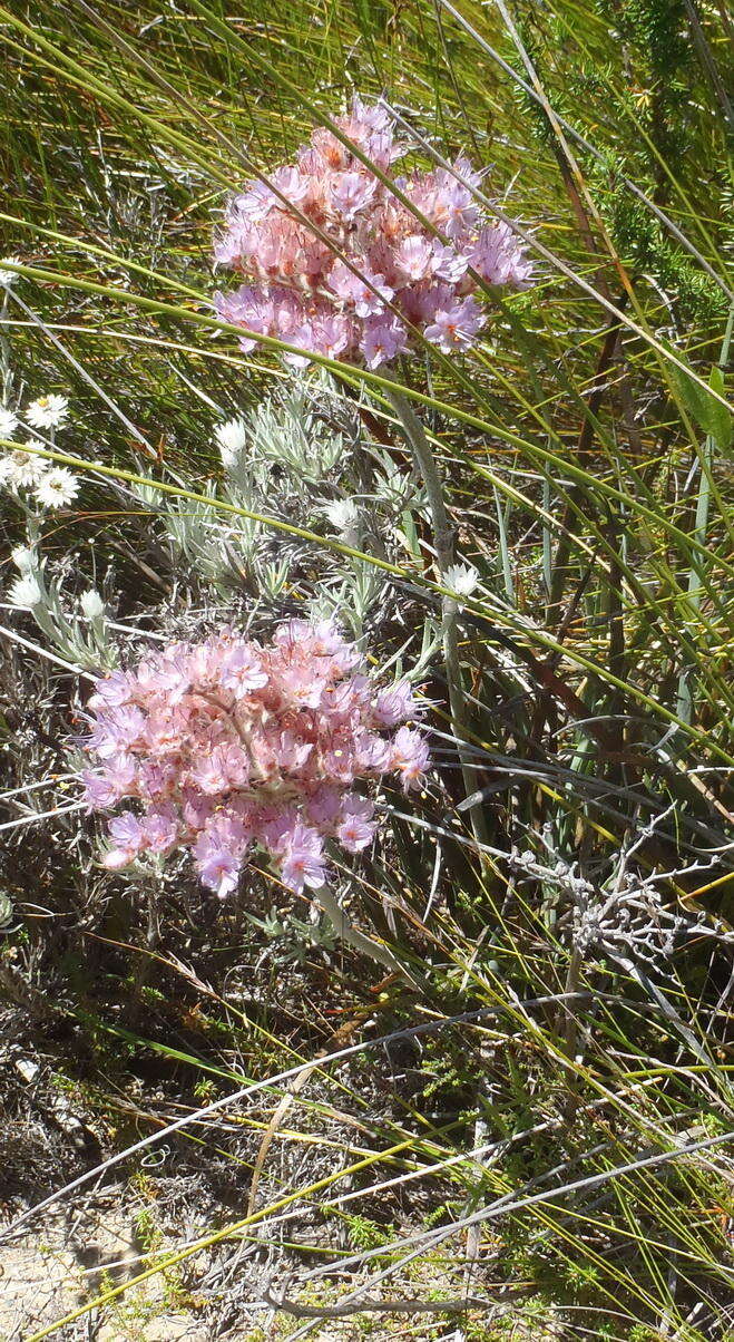 Image of Dilatris ixioides Lam.