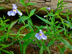 Image of Allegheny monkeyflower